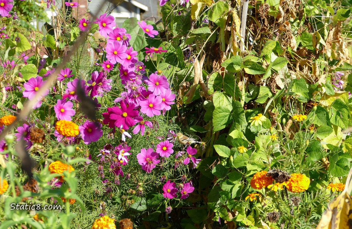 Pink Cosmos blooms and a goldfinch hidden in the foliage