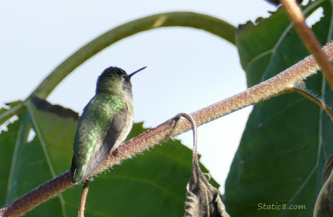 Male Anna Hummingbird standing on a sunflower stalk, looking away