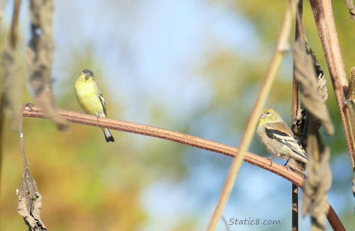 Goldfinches on a sunflower stalk