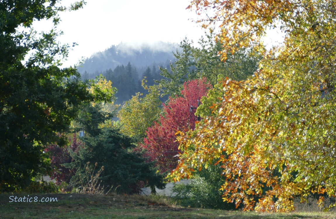 autumn trees with the hill in the background