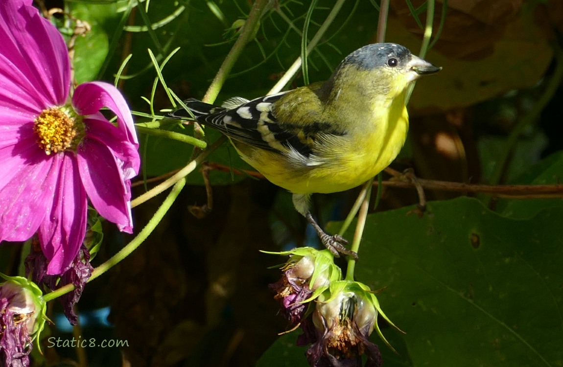 Male Lesser Goldfinch with a Cosmos seed in his beak