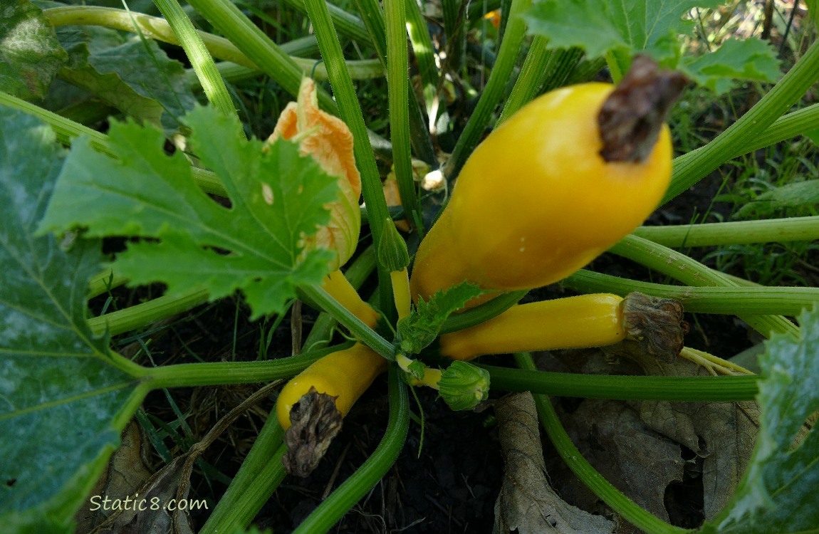 Yellow zucchini squashes growing on the vine