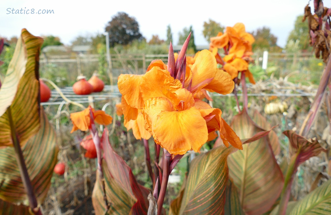 Canna Lilies and Red Kuri