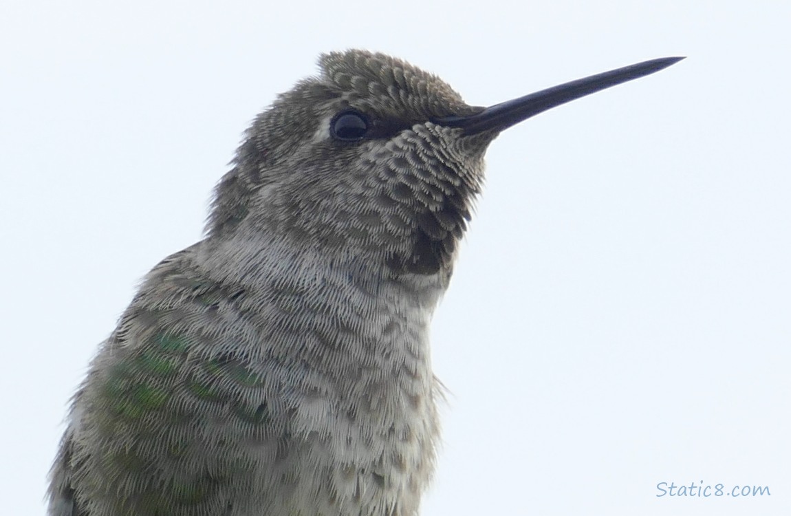 Close up of a Anna Hummingbird