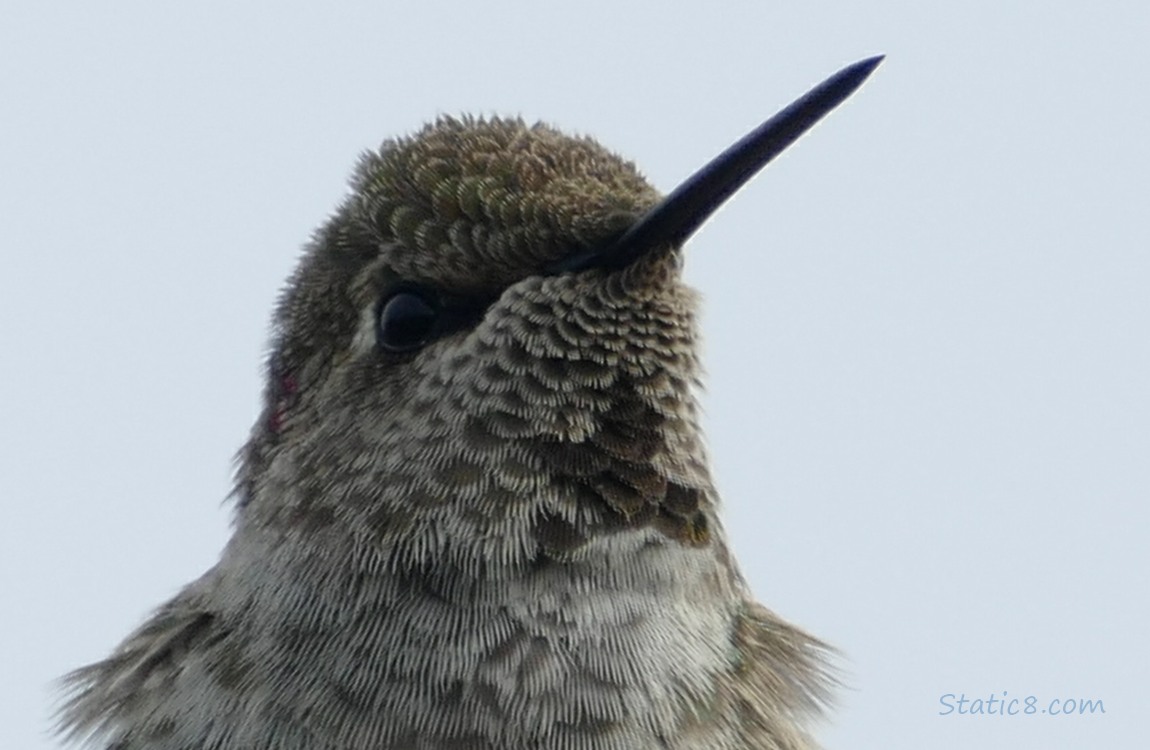 Close up of a Anna Hummingbird