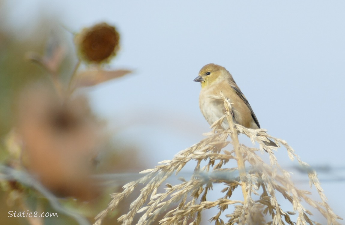 Goldfinch standing on a seed head