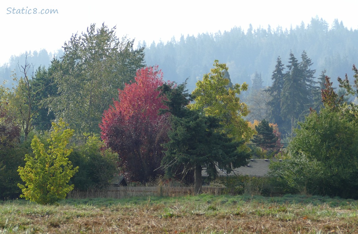 Trees on the hill