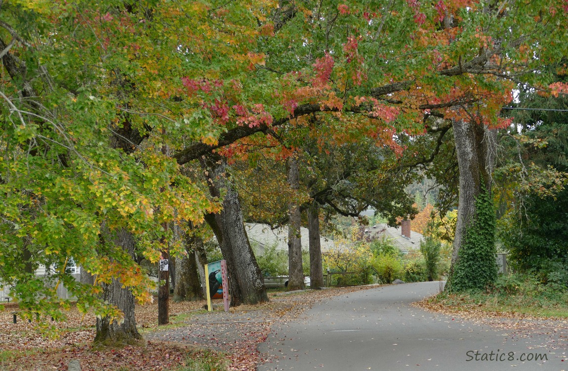 Paved lane next to a park, with autumn trees overhead