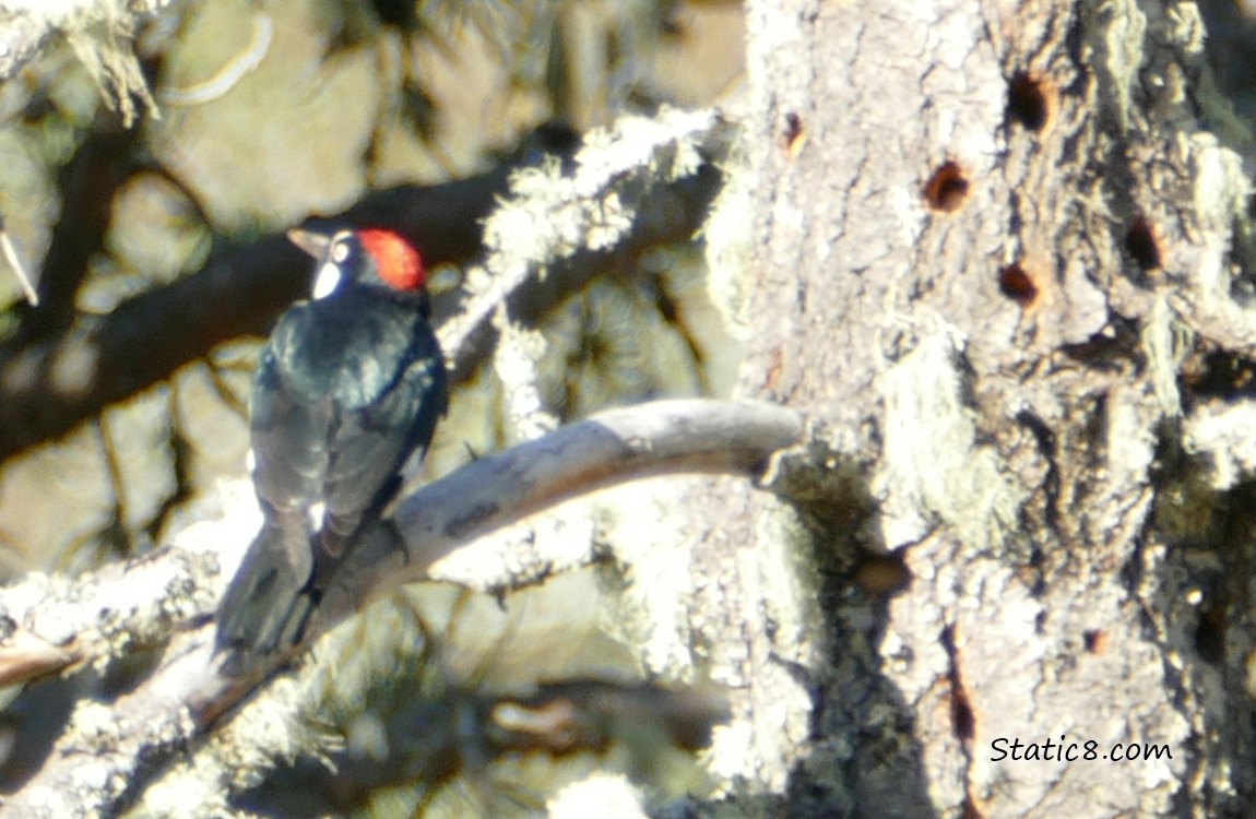 Acorn Woodpecker standing on a dead branch, with the holey tree trunk in the background