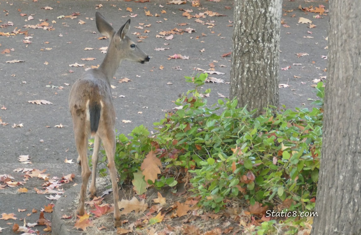 Black Tail Deer