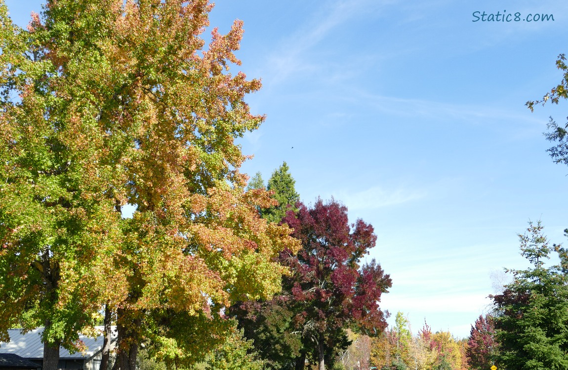 Autumn trees