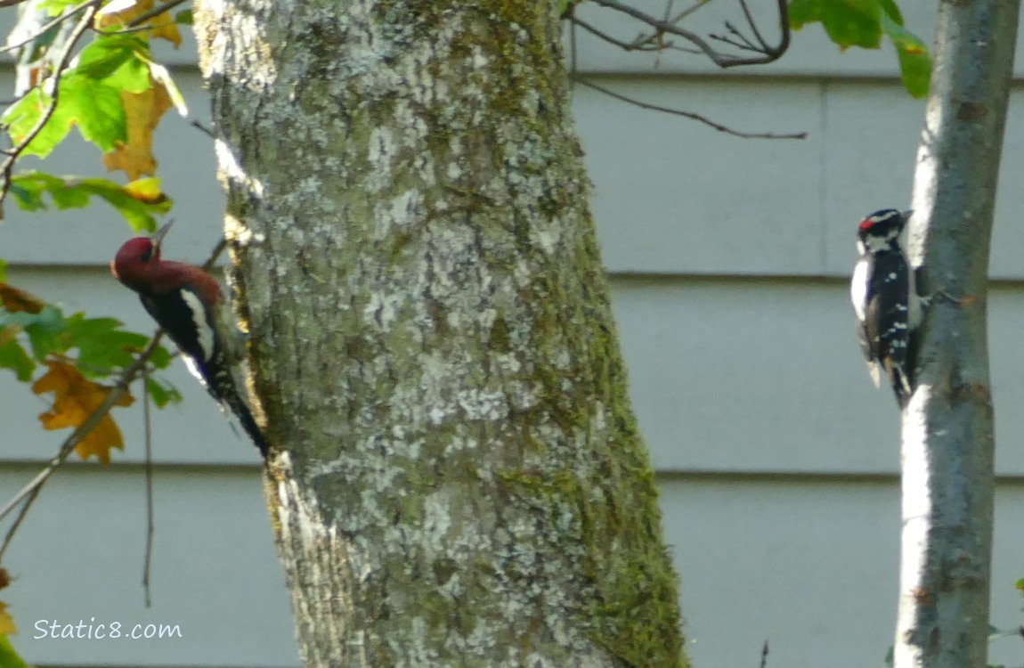 Sapsucker on one tree, Downy Woodpecker on another