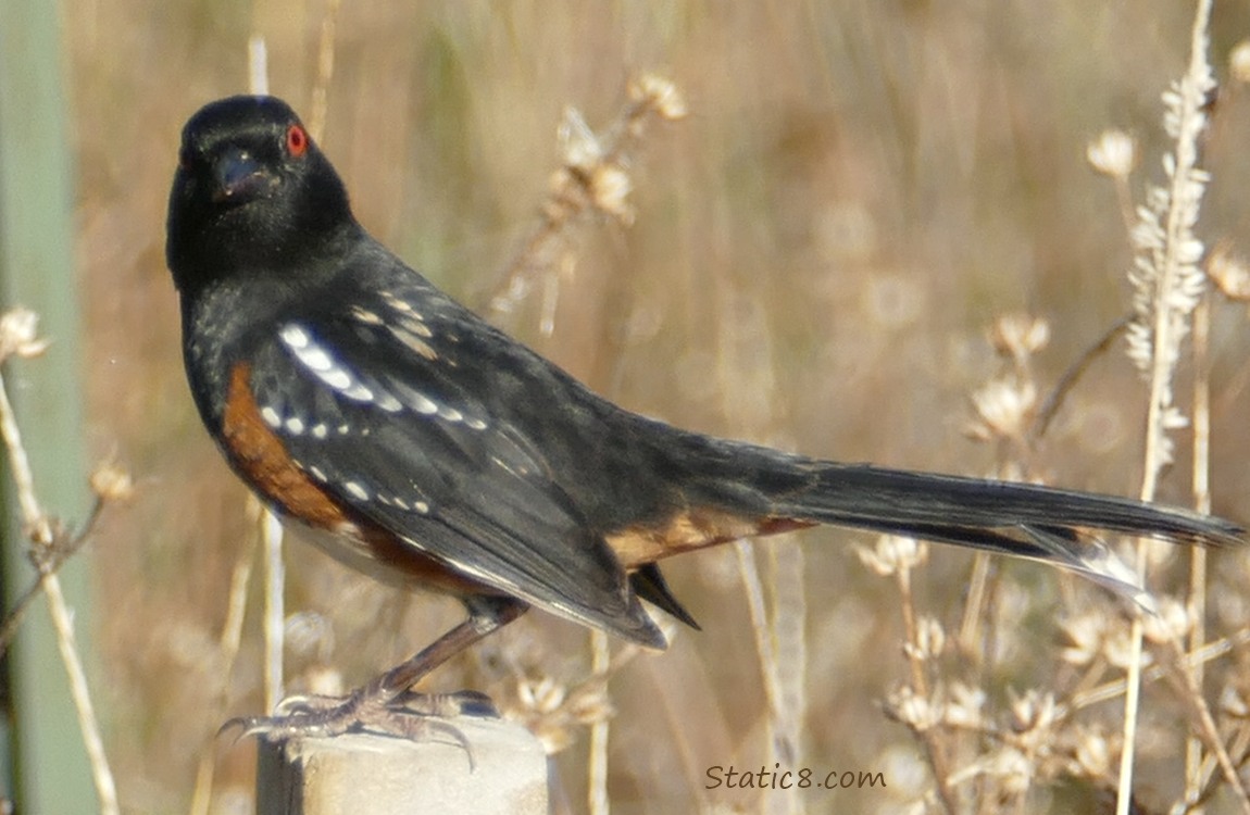 Towhee standing on a post