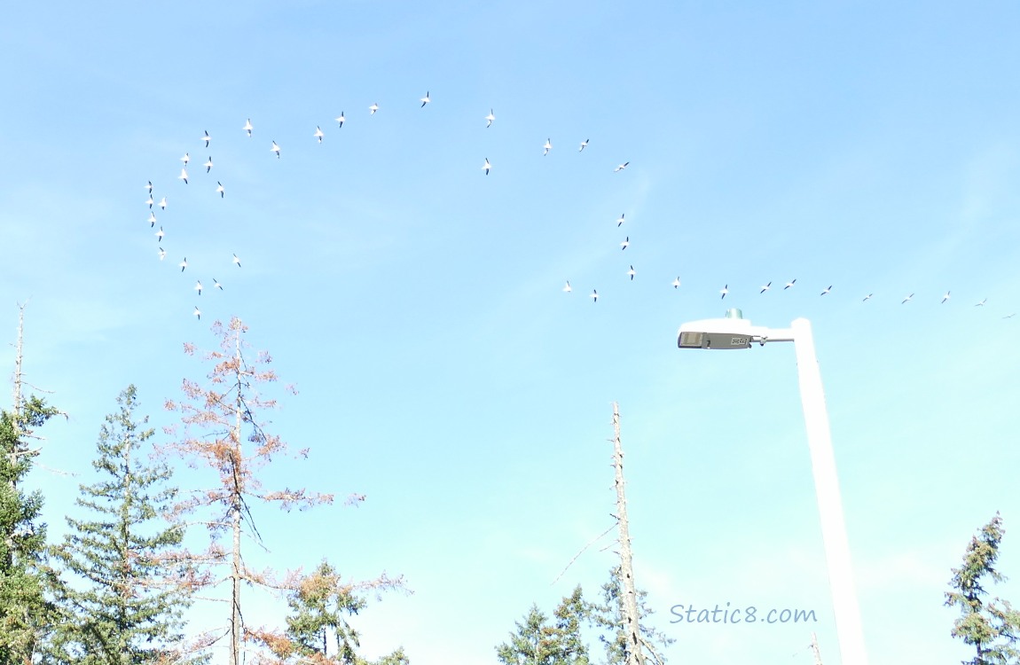 White Pelicans flying