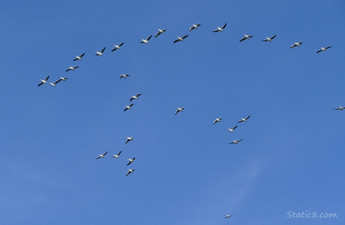 White Pelicans flying