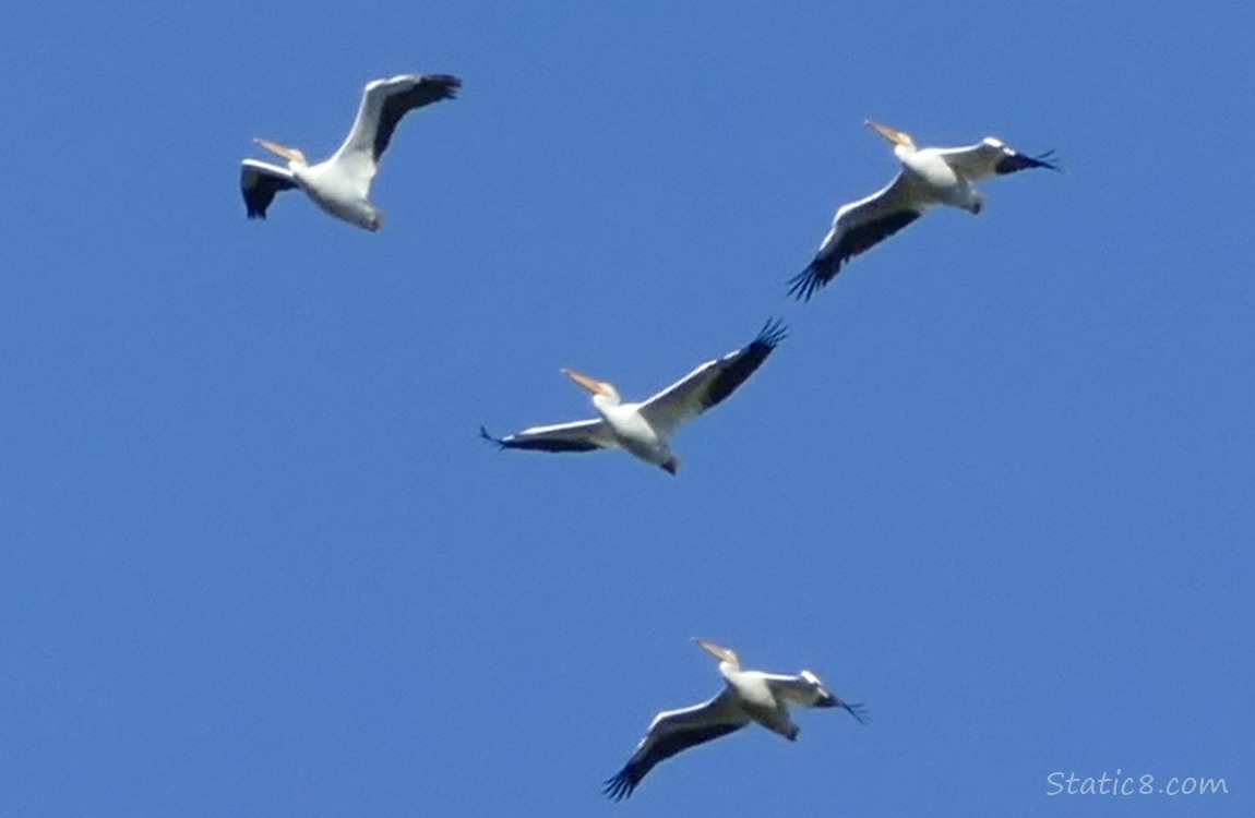 White Pelicans flying