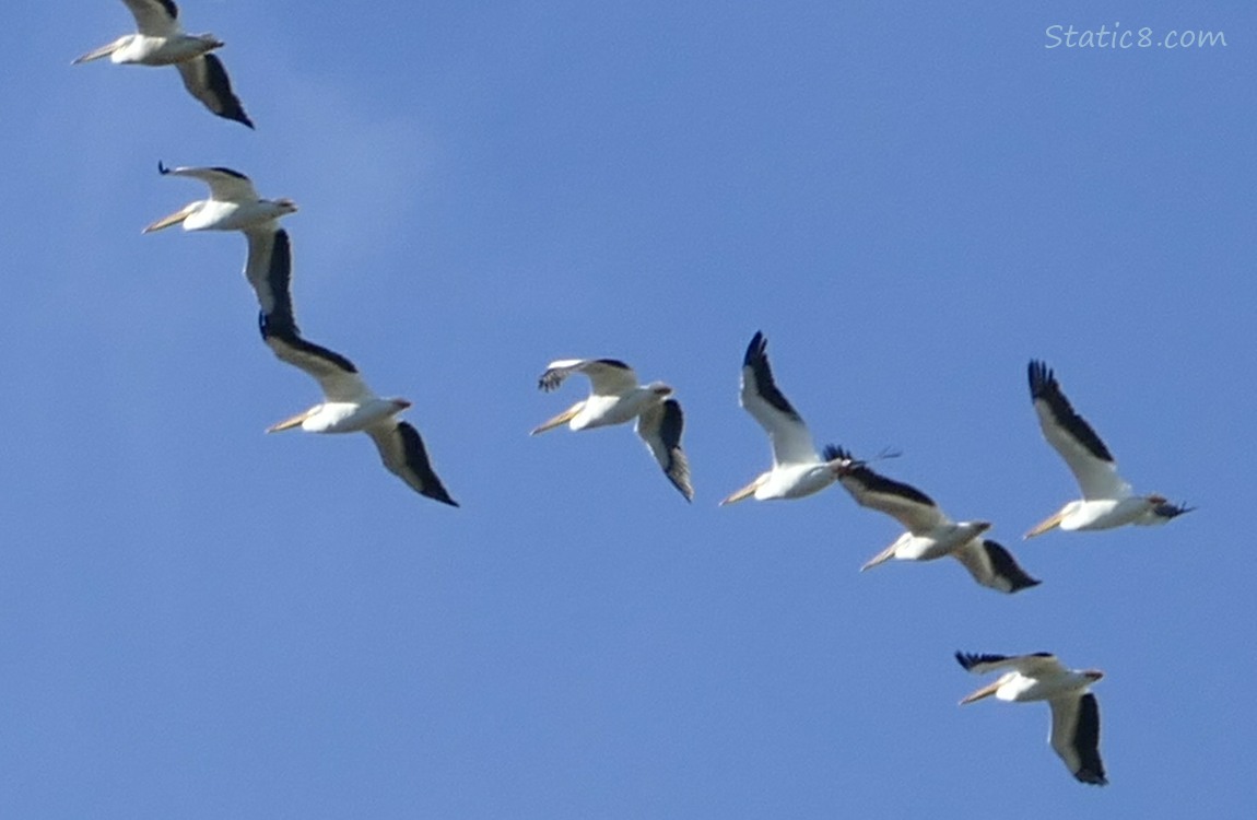 White Pelicans flying