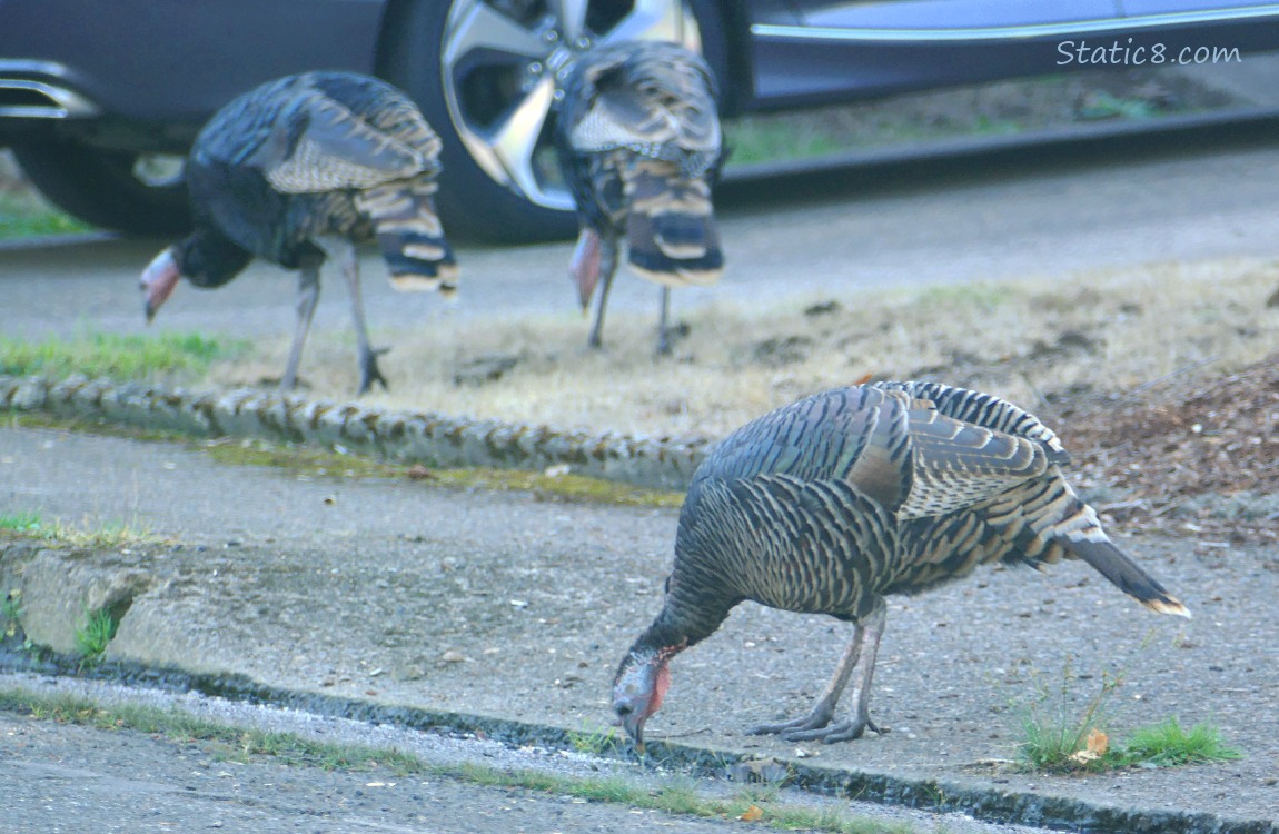 Wild Turkeys foraging on the sidewalk