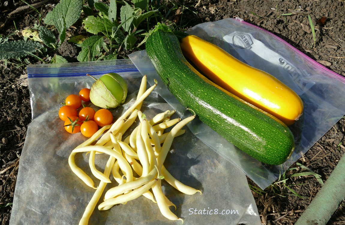 Harvested veggies laying on the ground