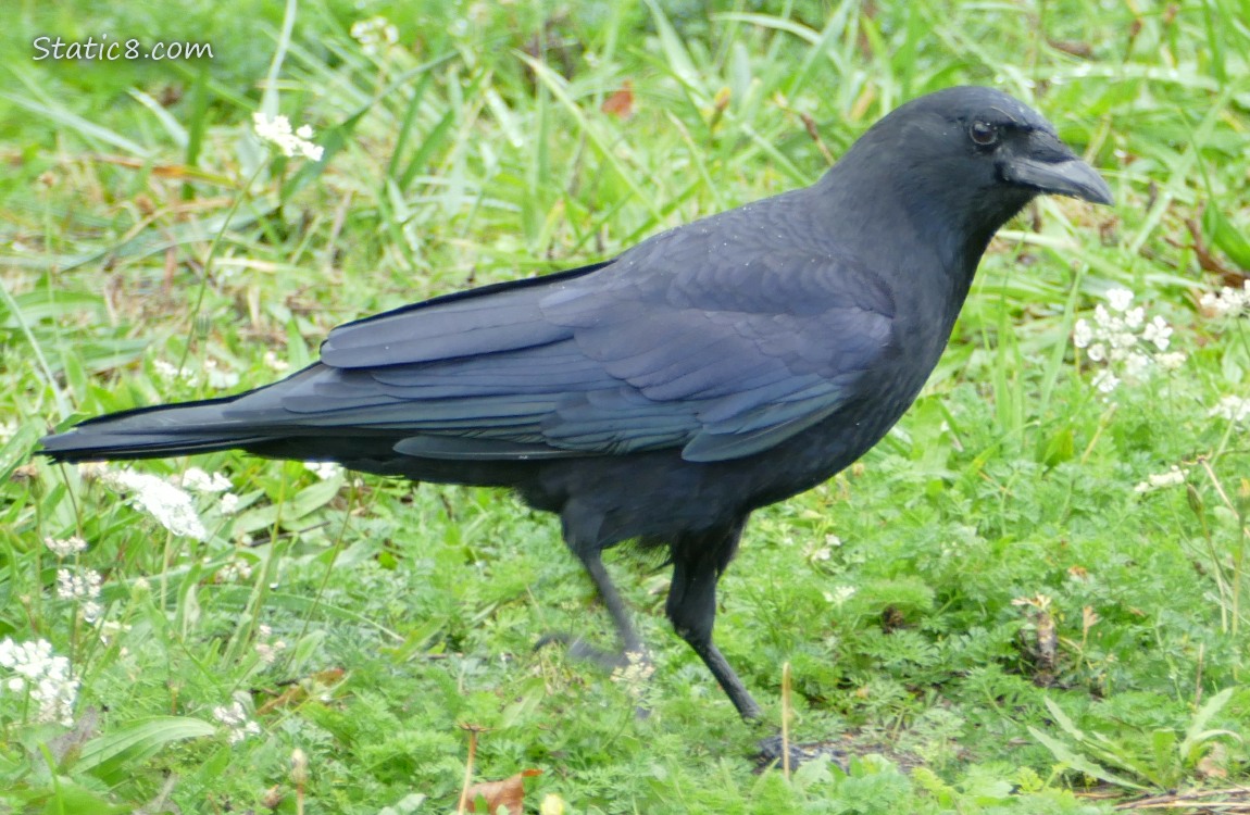 Crow walking in the grass