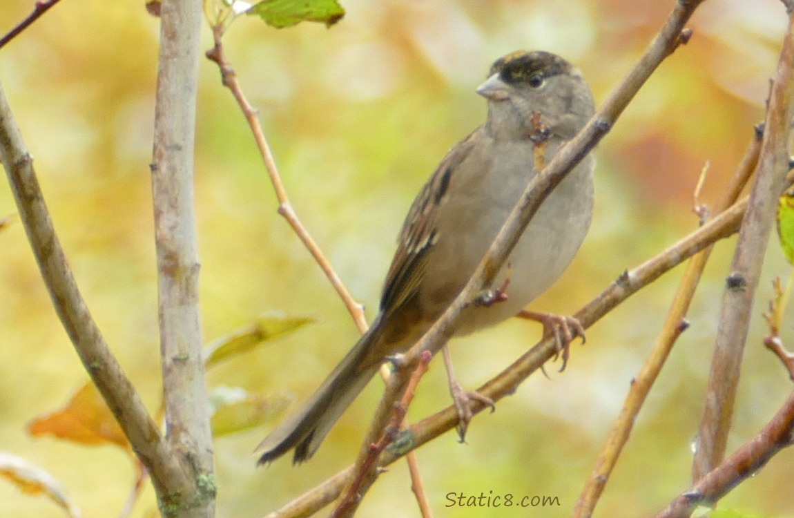 Golden Crown Sparrow standing on a twig