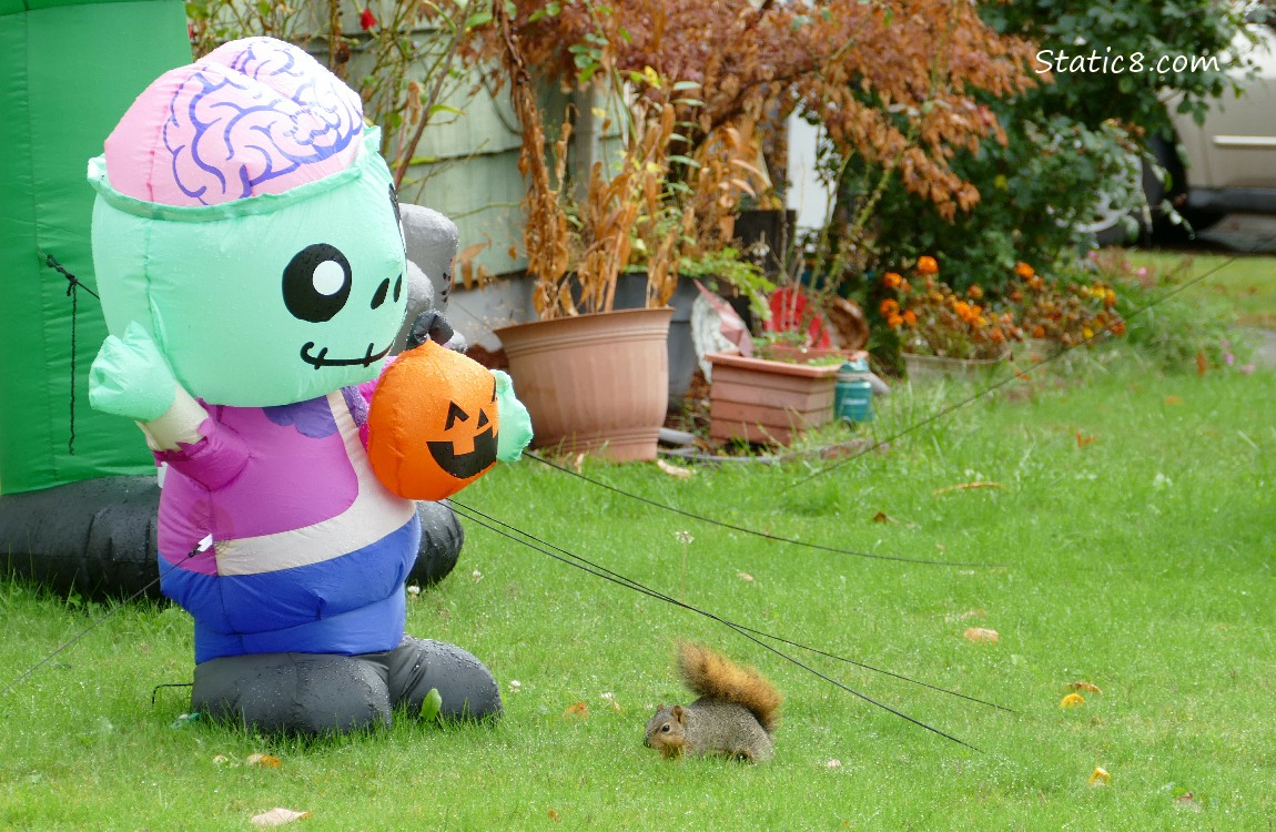 Blow-up Halloween decorations and a squirrel on the lawn