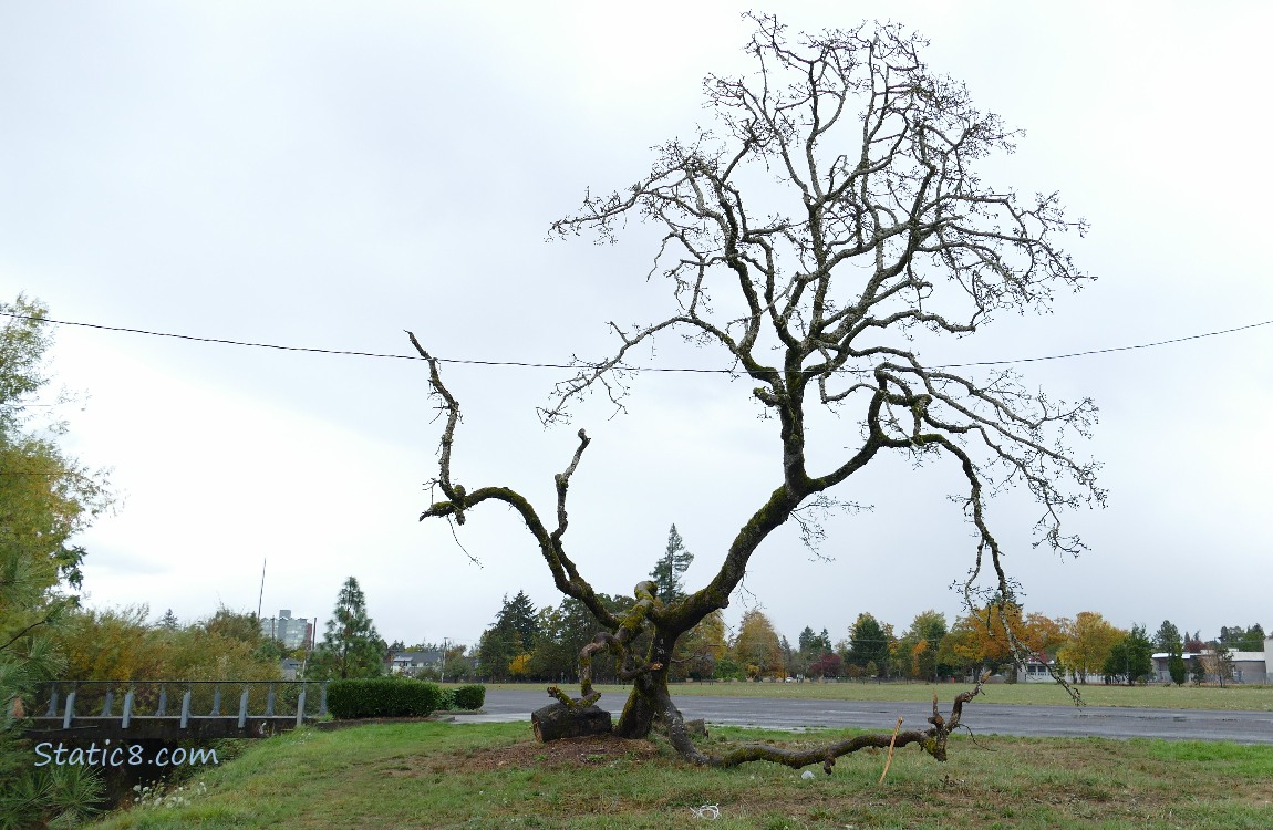 Dead tree silhouetted against the sky