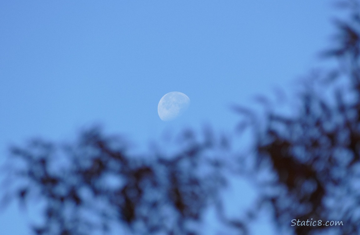 Moon behind a blurry silhouette of leaves