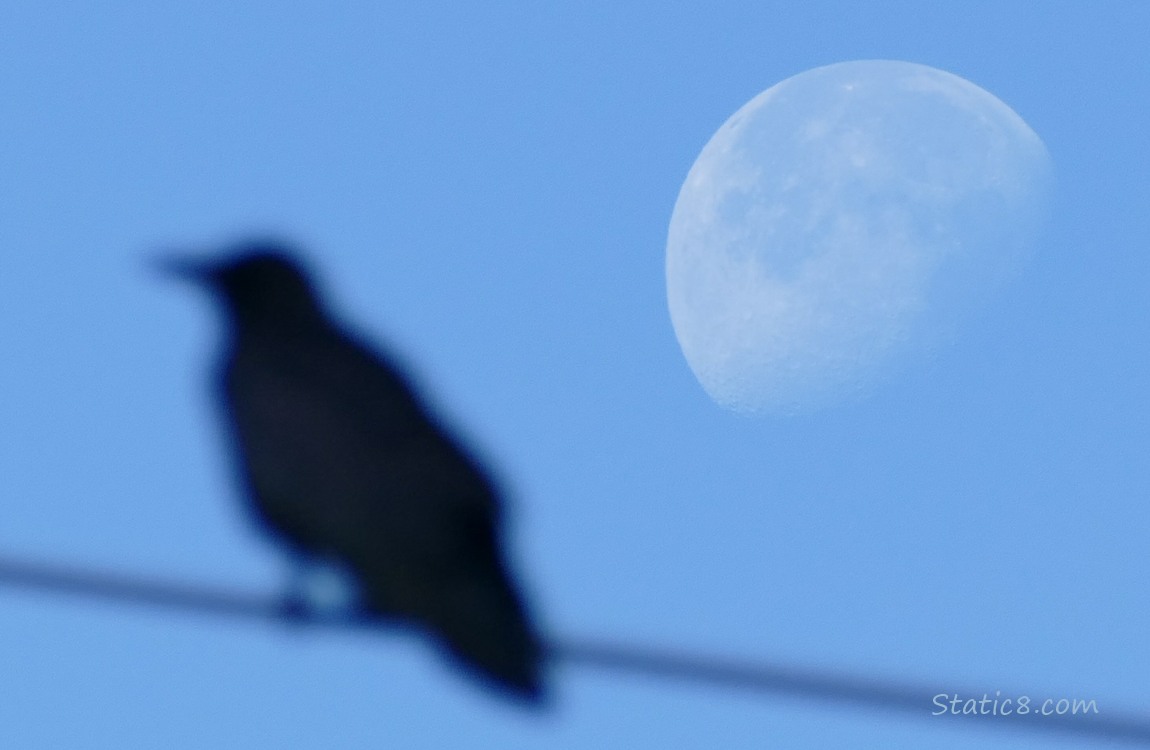 Moon behind a blury crow