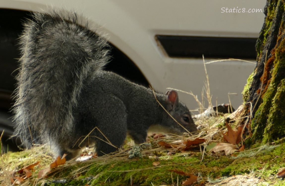 Western Grey Squirrel sniffing the ground next to a tree