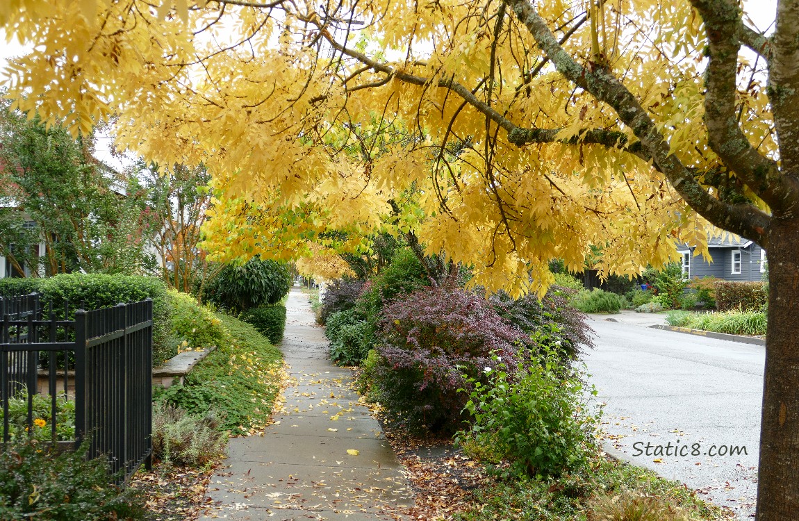 Sidewalk with autumn trees over it