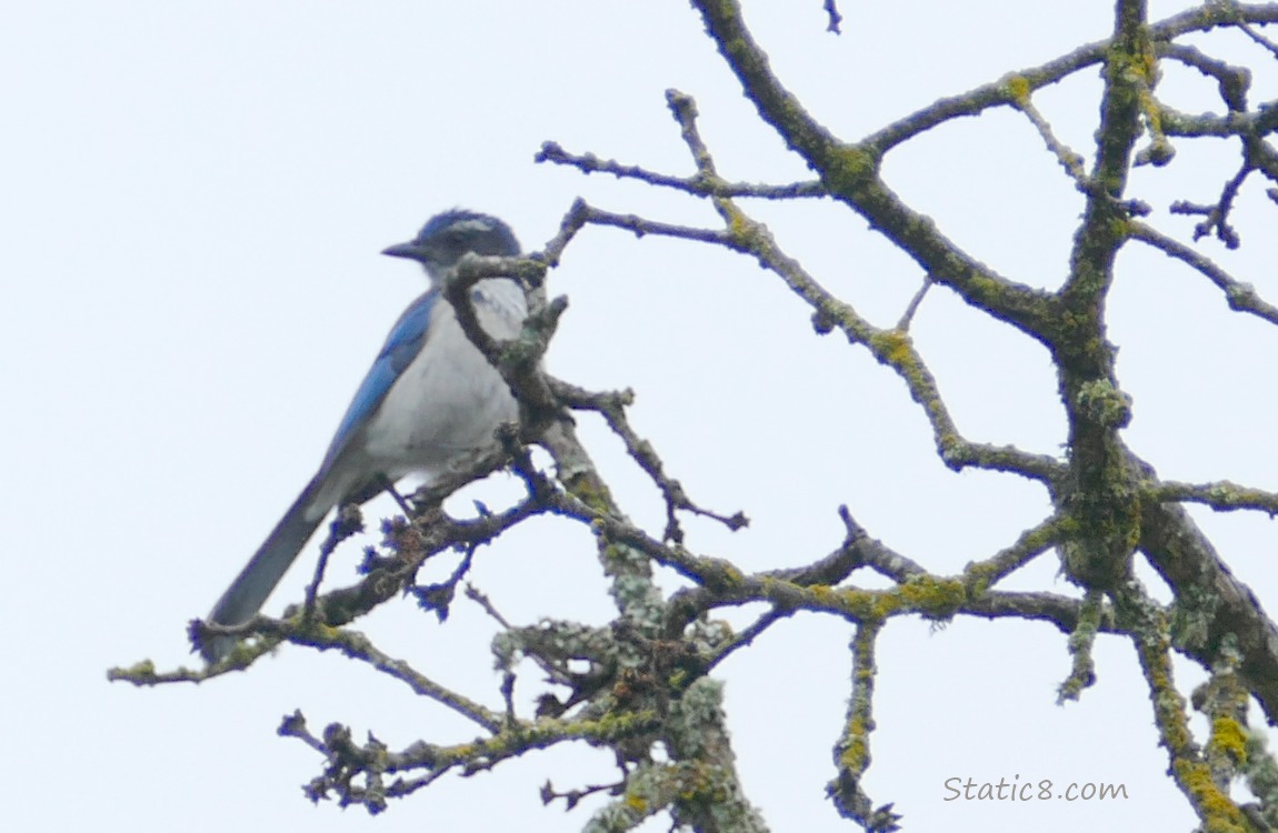 Scrub Jay standing on a dead branch of the Leaning Tree