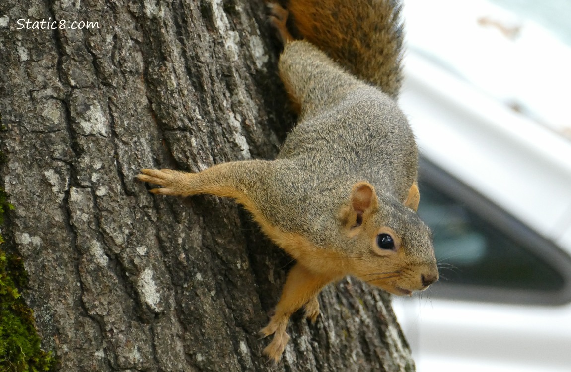 Squirrel hanging sideways from a tree trunk