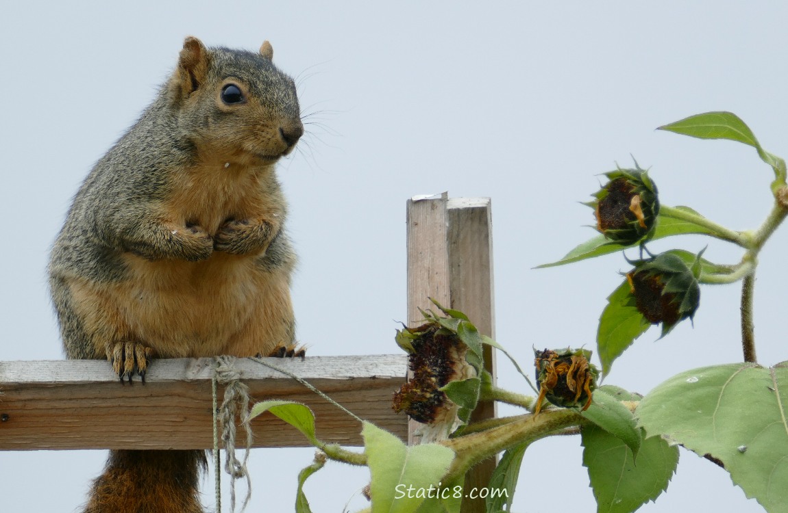 Squirrel sitting on a wood trellis