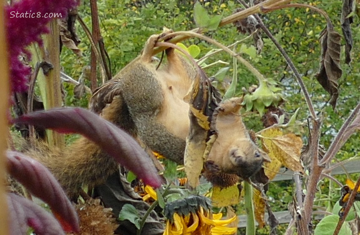 Squirrel hanging from a sunflower branch