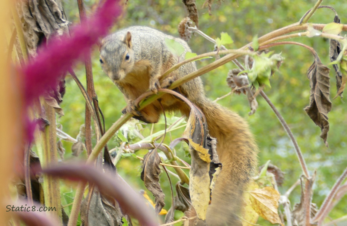 Squirrel standing on a sunflower branch