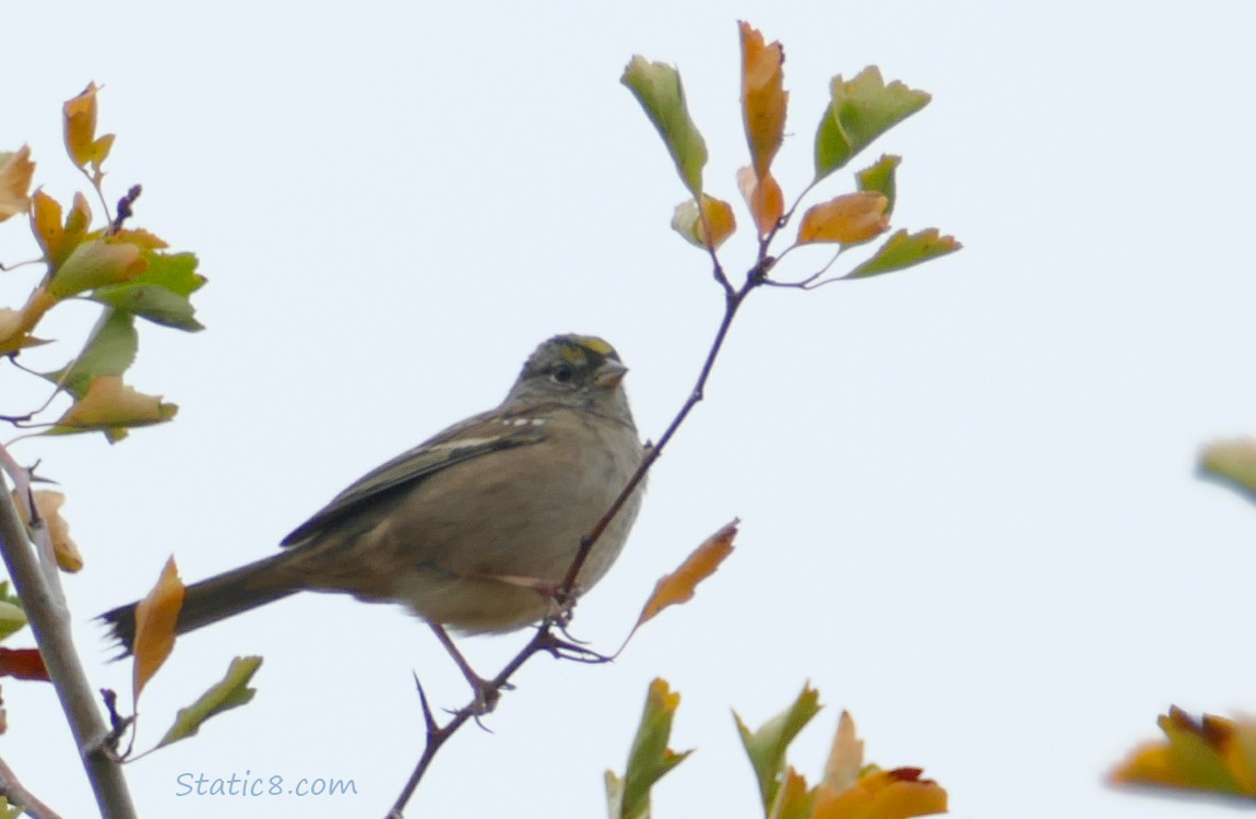 Little bird in a Hawthorn Tree