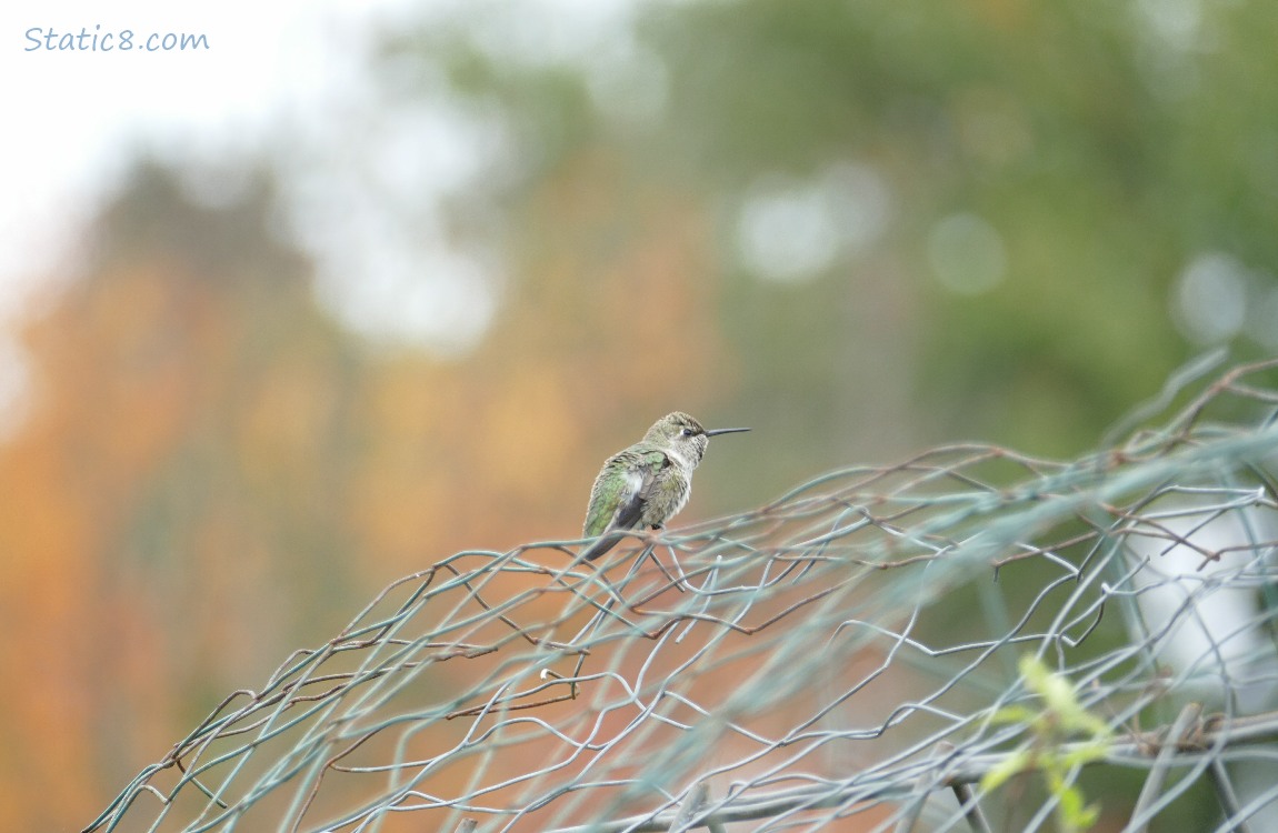 Hummingbird standin on a wire trellis