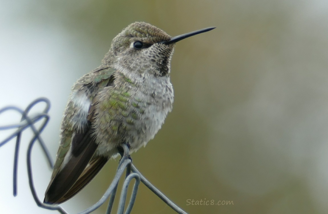 Anna Hummingbird standing on a wire trellis