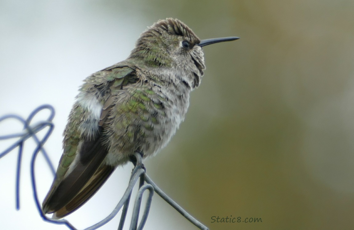 Anna Hummingbird standing on a wire trellis, looking away