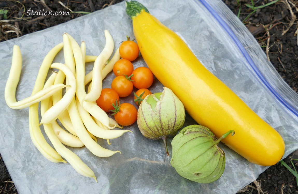 Harvested veggies laying on the ground