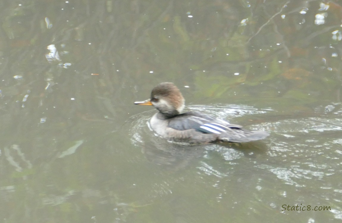 Female Hooded Merganser paddling on the water