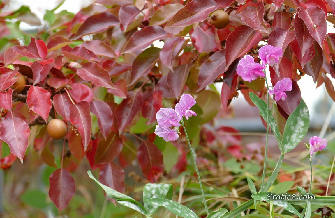 Tree with tan fruits and some pink Sweet Pea blooms