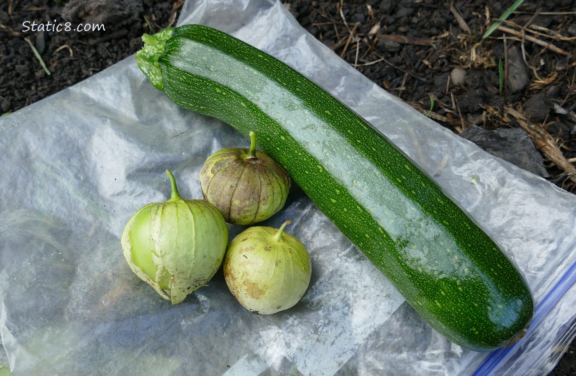 Harvested veggies laying on the ground