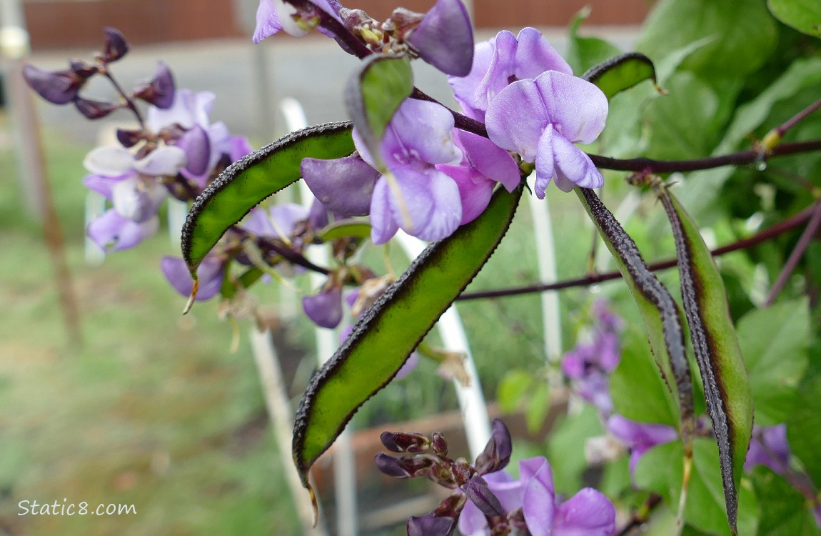 Purple Hyacinth Bean blooms