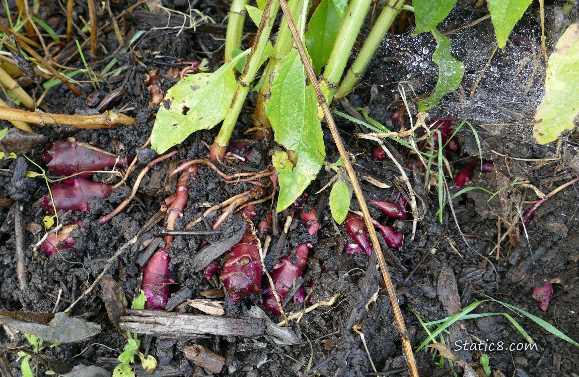 Sunchoke roots in the ground