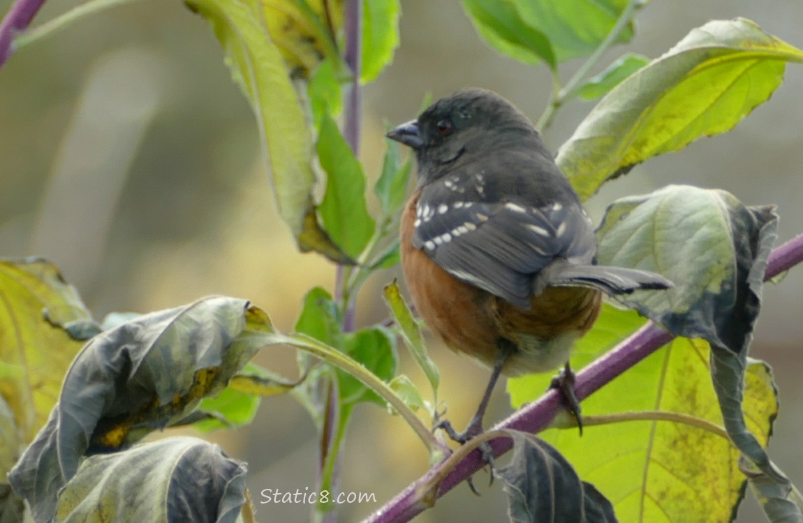 Towhee standing on a leaning sunchoke stalk