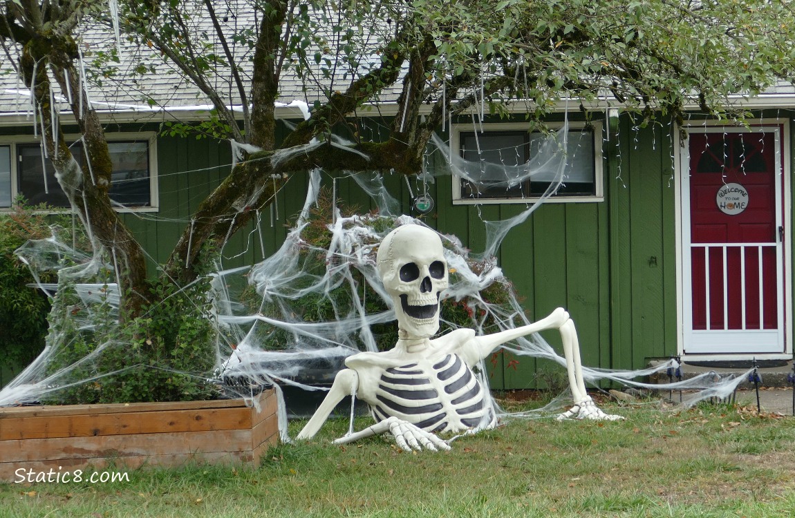 Halloween skeleton in a yard