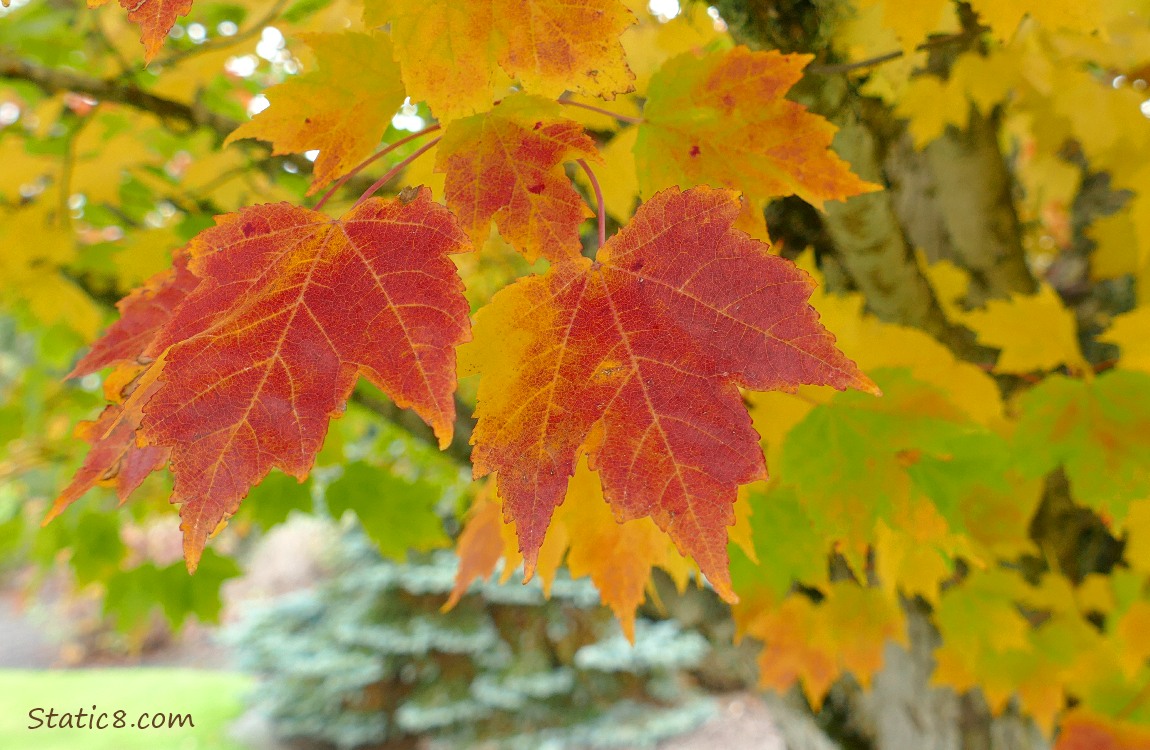 Autumn leaves