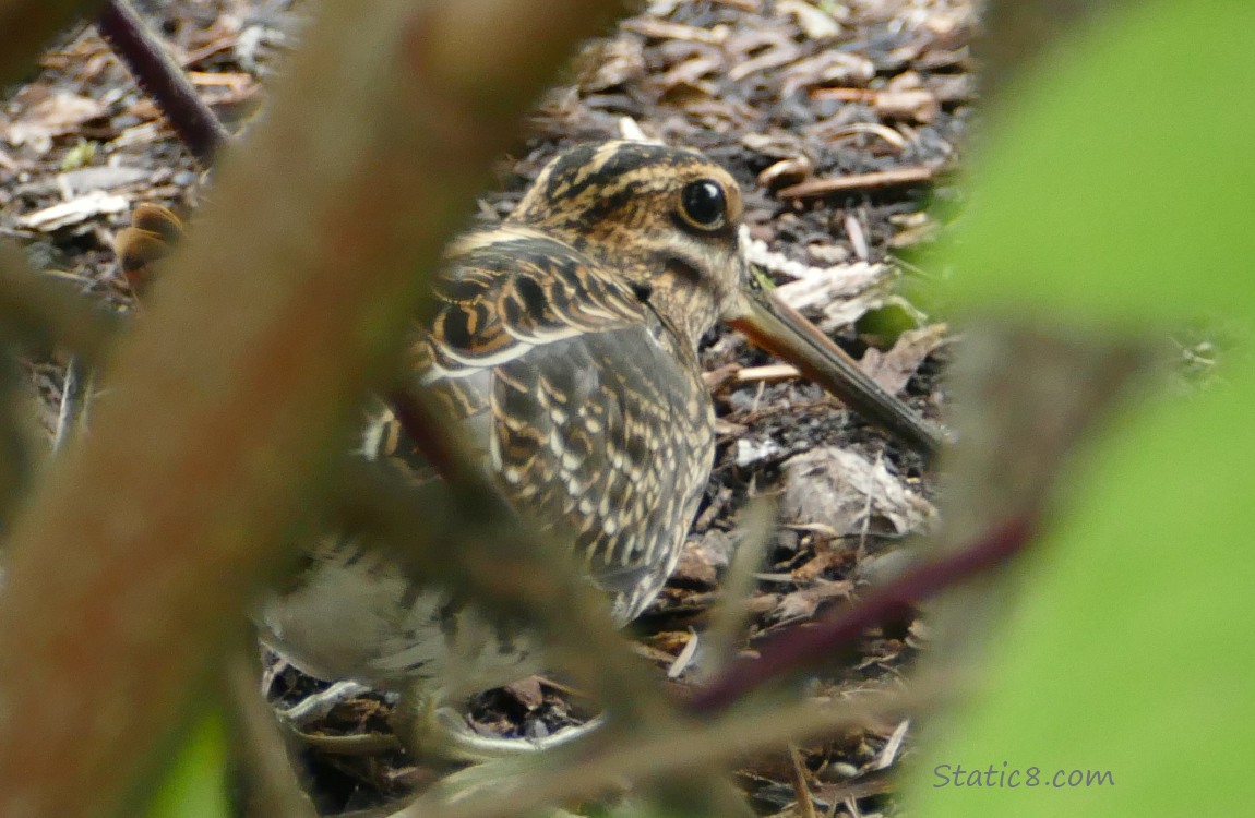 Willson Snipe crouching on the ground under a bush